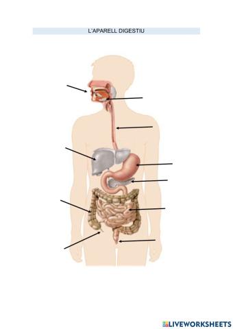 L'aparell digestiu