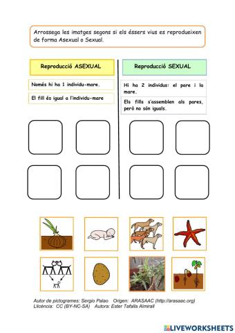 Reproducció Sexual i Asexual