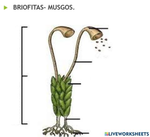 Briofitas y Musgos