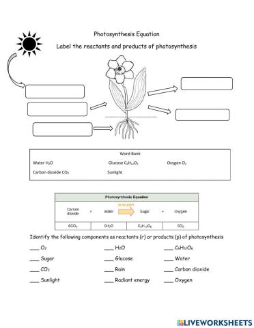 Photosynthesis WS