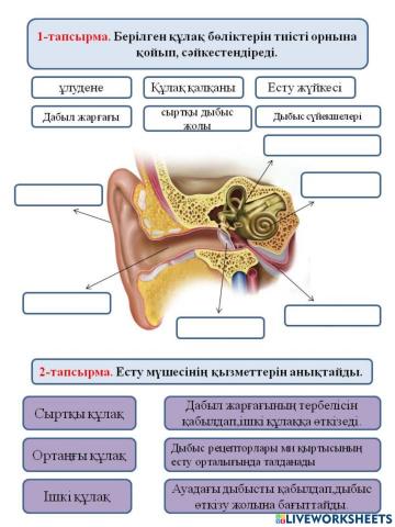 Есту мүшесінің құрылысы