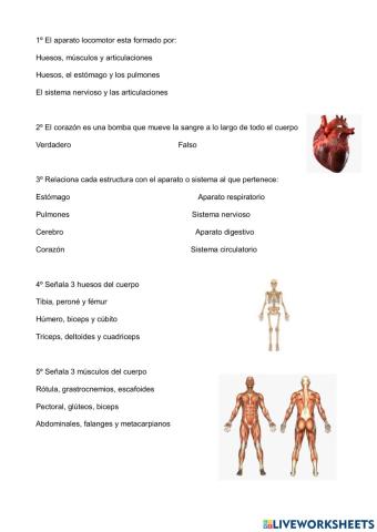 Aparatos y sistemas implicados en la actividad física