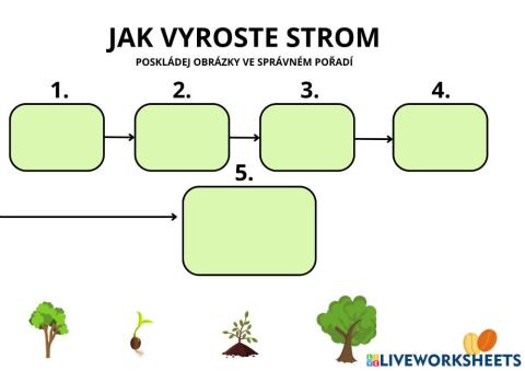 Jak vyroste strom