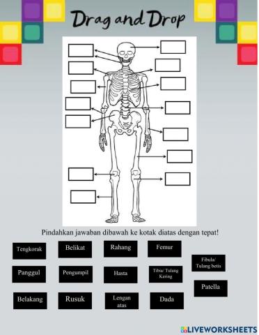 Sistem gerak manusia