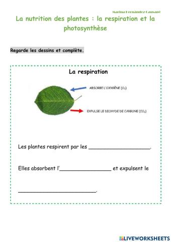 Respiration et photosynthèse