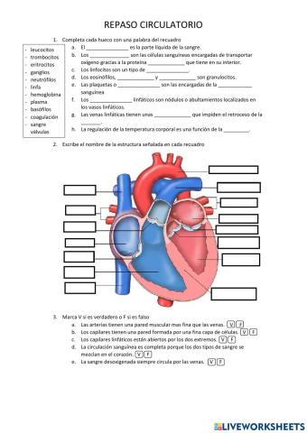 Repaso aparato circulatorio