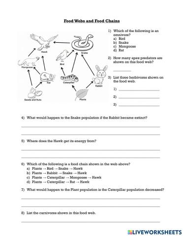 Food Webs and Food Chains Worksheet