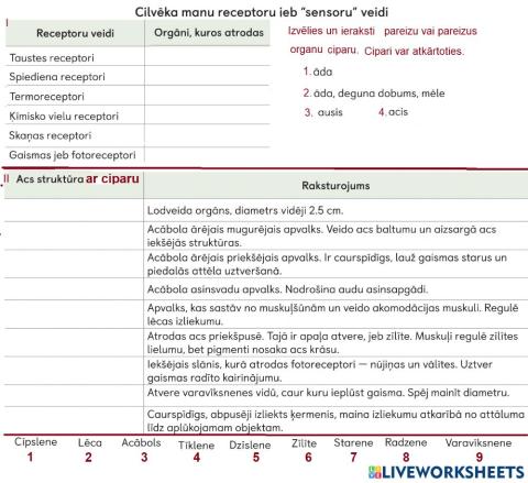 Māņu organi. Acs