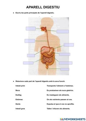 Aparell digestiu