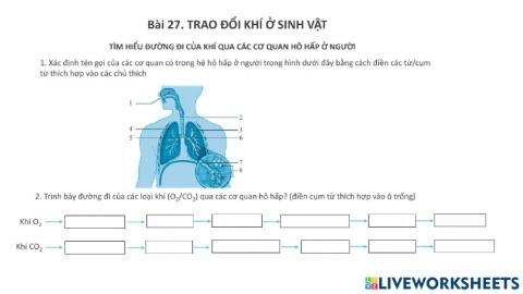 Tìm hiểu đường đi của khí qua các cơ quan hô hấp ở người