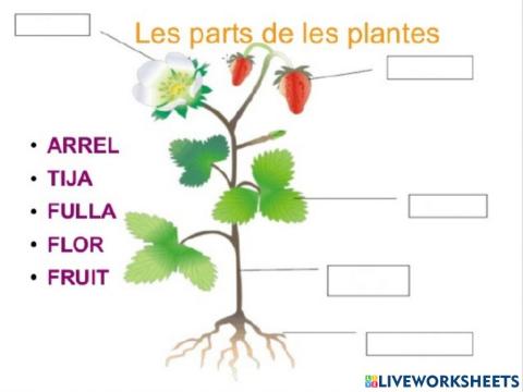 Les parts de les plantes