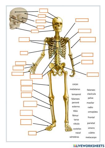 Aparato locomotor