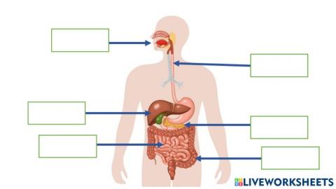 Cơ quan tiêu hóa của con người