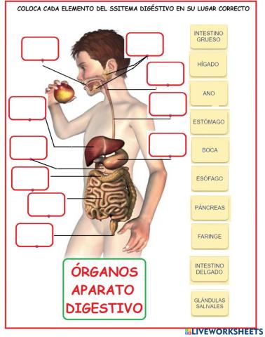 Aparato digestivo