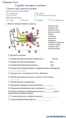 Слухова сенсорна система