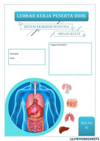 Sistem ekskresi (kulit)