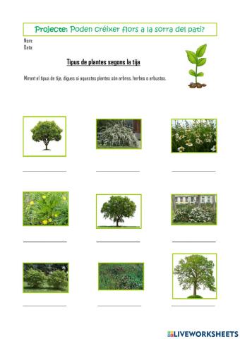 Arbre, herba o arbust