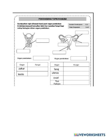 Organ pembiakan manusia