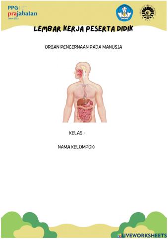 Lkpd sistem pencernaan