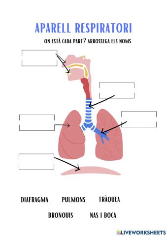 Aparell respiratori