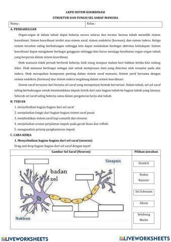 Sistem Saraf (Sistem Koordinasi)