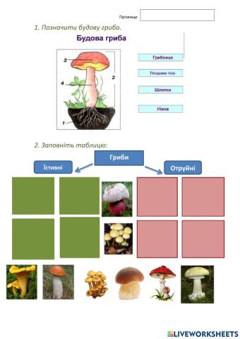 Гриби - пізнаємо природу 5 клас
