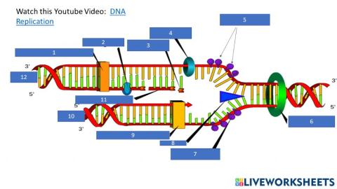 DNA replication