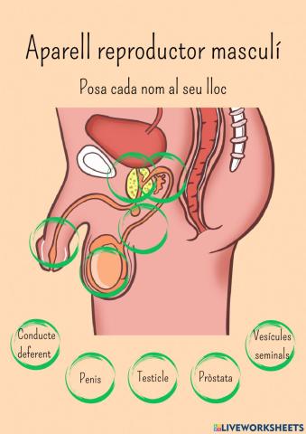 Aparell reporductor mascuí