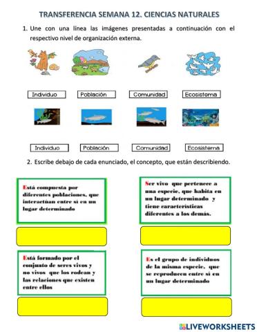 Transferencia semana 12