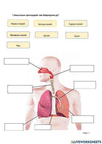 The respiratory system