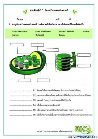 Photosynthesis-chloroplast structure1