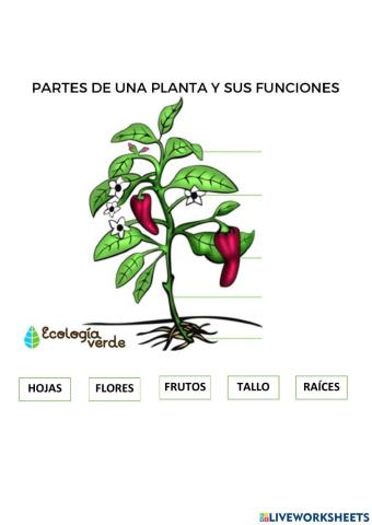 Partes de la planta