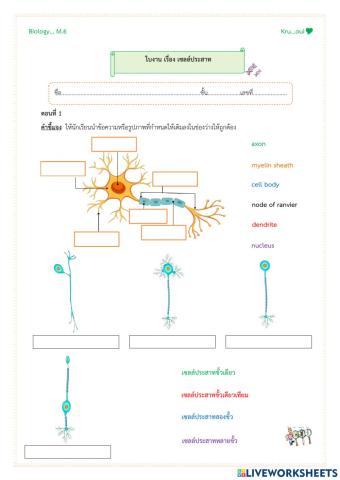 เซลล์ประสาท