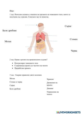 Основни органи в човешкото тяло