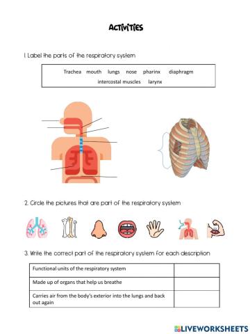 Respiratory system