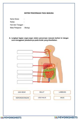 Evaluasi Sistem Pencernaan X IPA