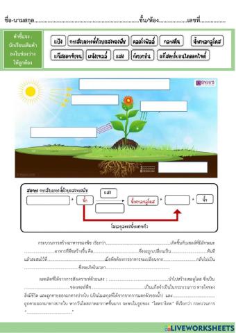 แบบฝึกหัด เรื่องการสังเคราะห์ด้วยแสงของพืช