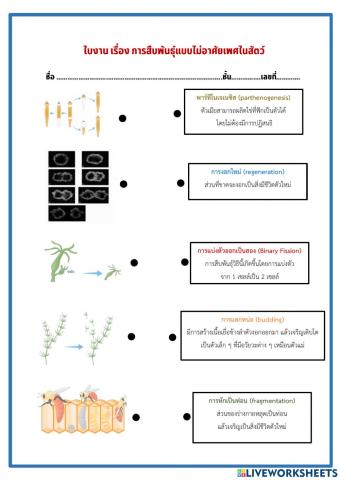 การสืบพันธุ์แบบไม่อาศัยเพศในสัตว์