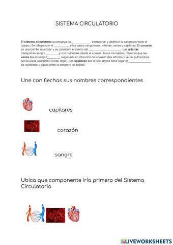 Sistema Circulatorio