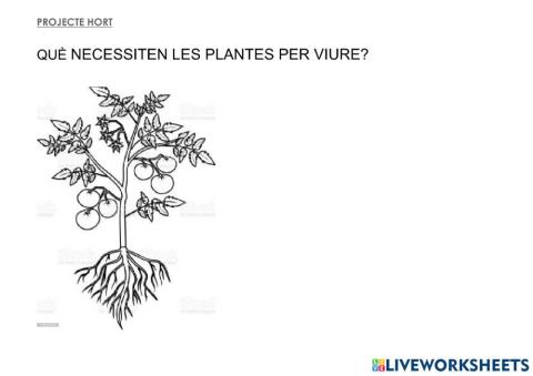 La planta