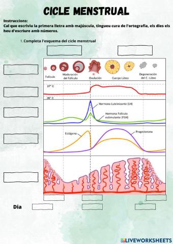 Cicle menstrual