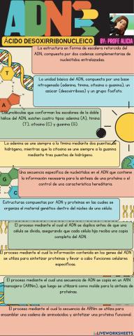 El ADN nuclear: estructura y características