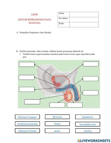 LKPD sistem Reproduksi