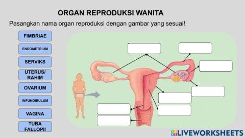 Organ reproduksi wanita