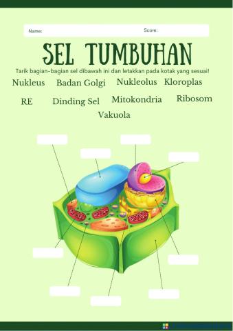 Sel tumbuhan