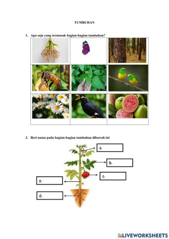 Latihan soal tumbuhan
