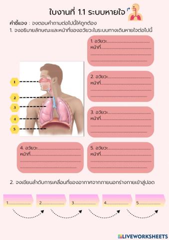 ใบงานที่ 1.1 ระบบหายใจ