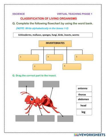 Classification of living organisms