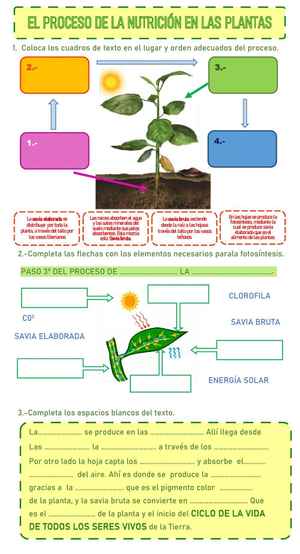 La nutrición en las plantas. Fases y elementos necesarios. worksheet | Live  Worksheets