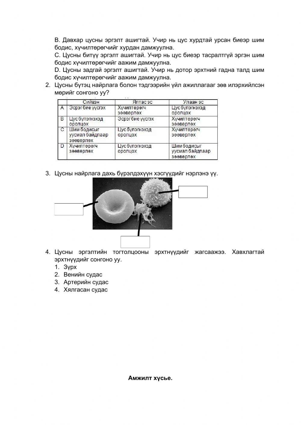Worksheet 11 grade Circulatory system